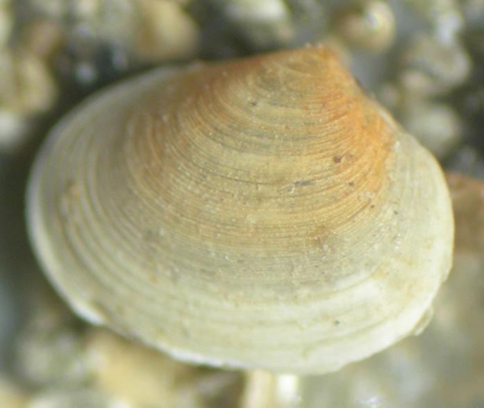 piccolo bivalve